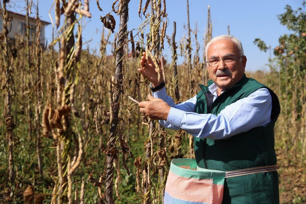 TÜRKİYE’NİN LEZZETİ AKKUŞ ŞEKER FASULYESİNİN HASADI BAŞLADI